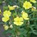 Evening Primrose Wild Flowers