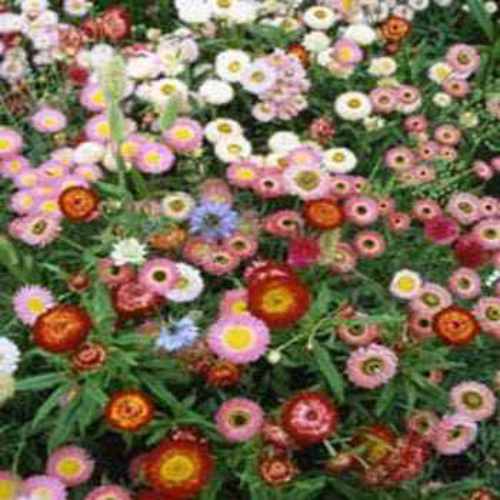 Everlasting Wildflowers