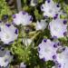 Nemophila Maculata Flowers