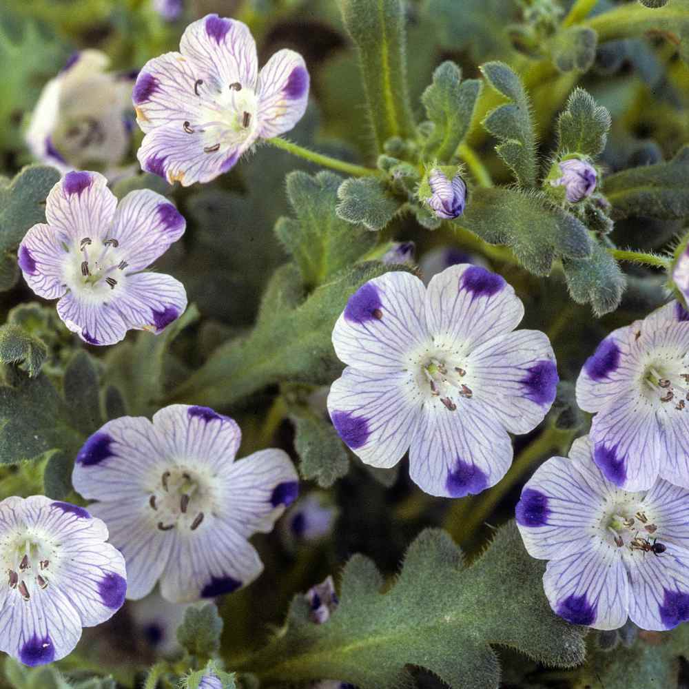 Five Spot Seeds Nemophila Maculata Wildflower Seed