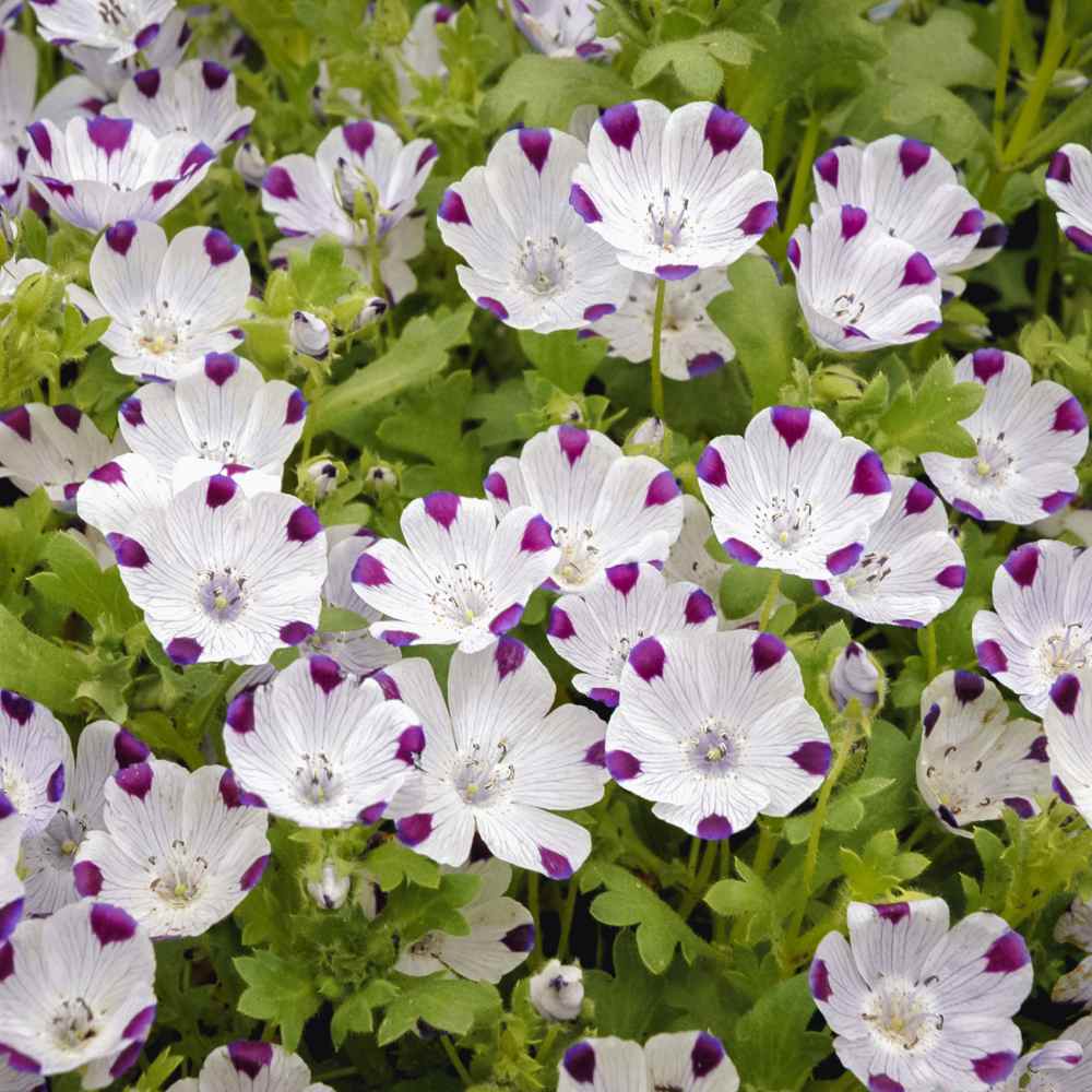 Five Spot Nemophila Maculata Is...