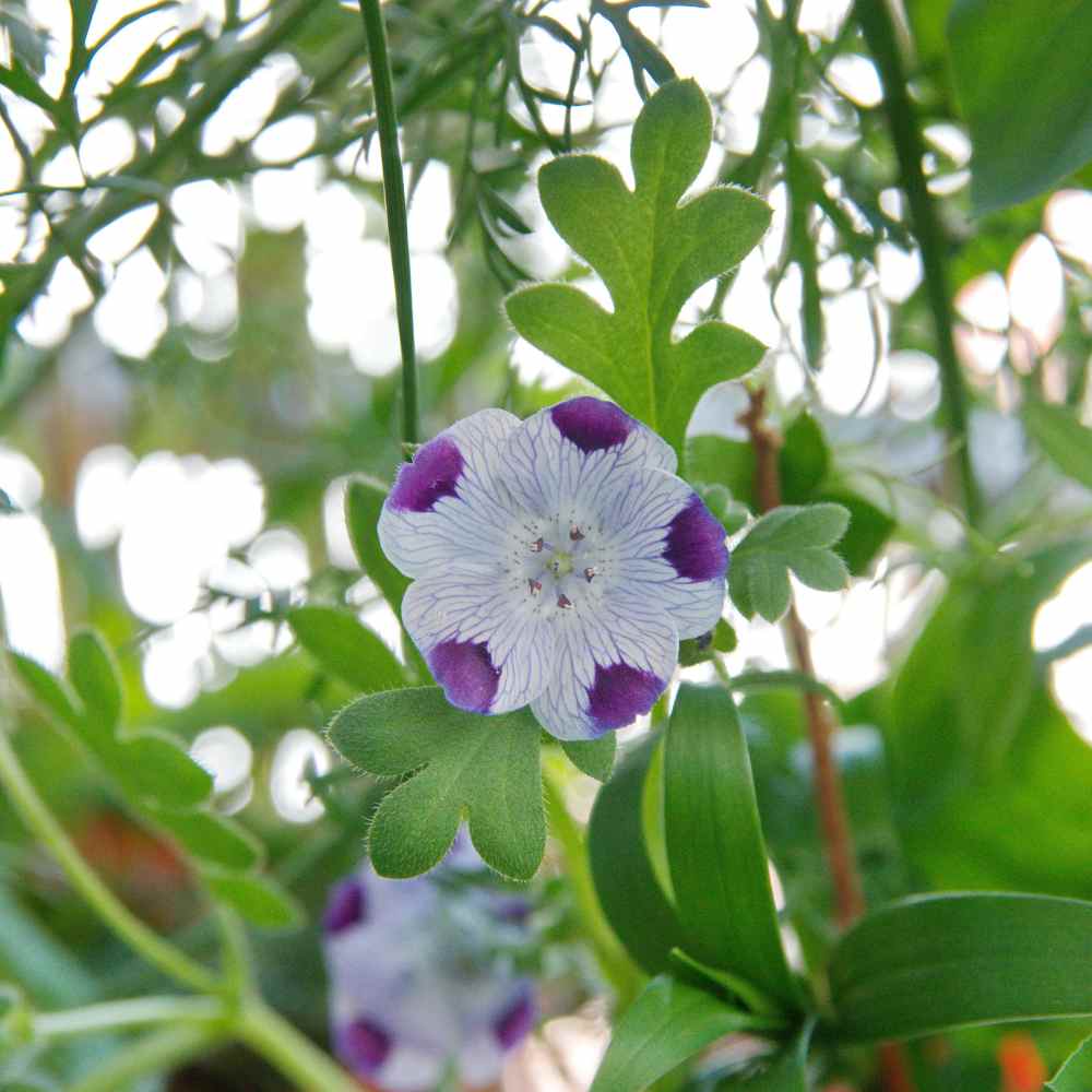 Five Spot Seeds Nemophila Maculata Wildflower Seed Five Spot Seeds Nemophila Maculata Wildflower Seed