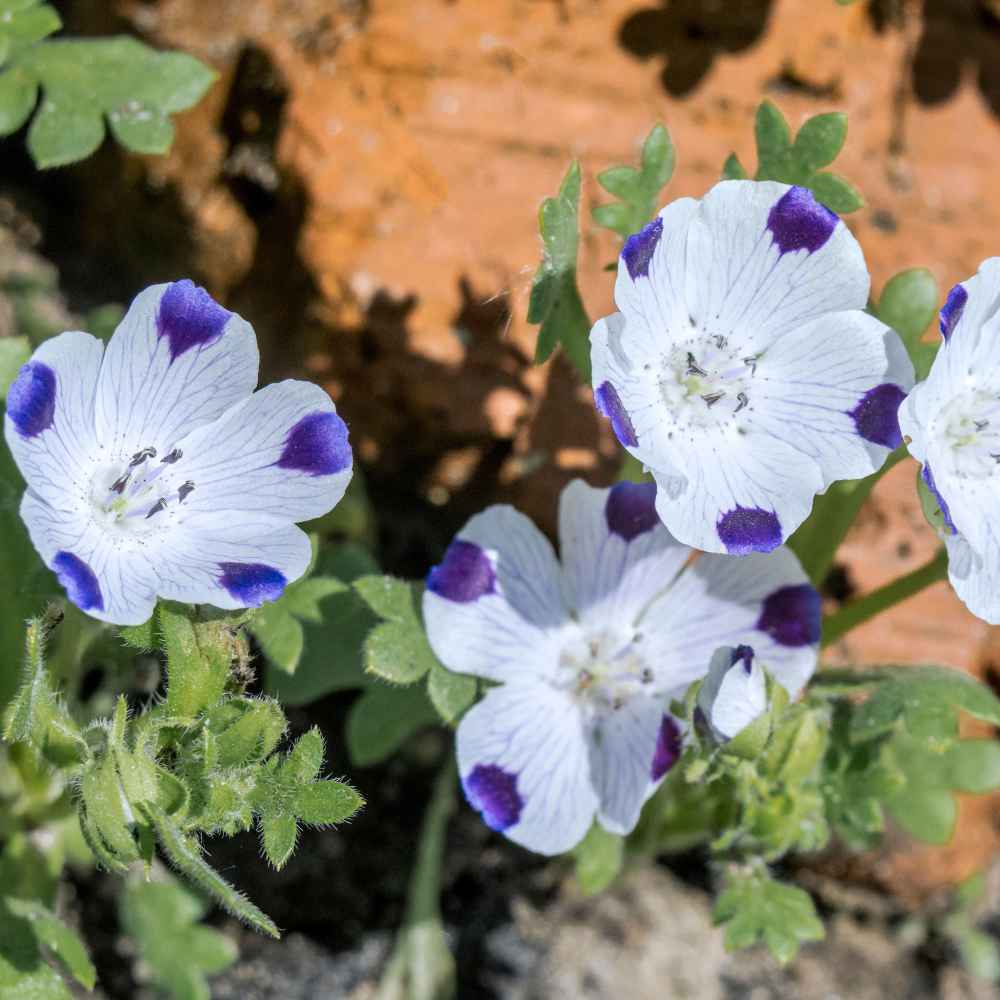 Nemophila Maculata Wildflowers