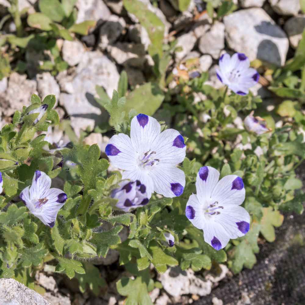 Five Spot Seeds Nemophila Maculata Wildflower Seed