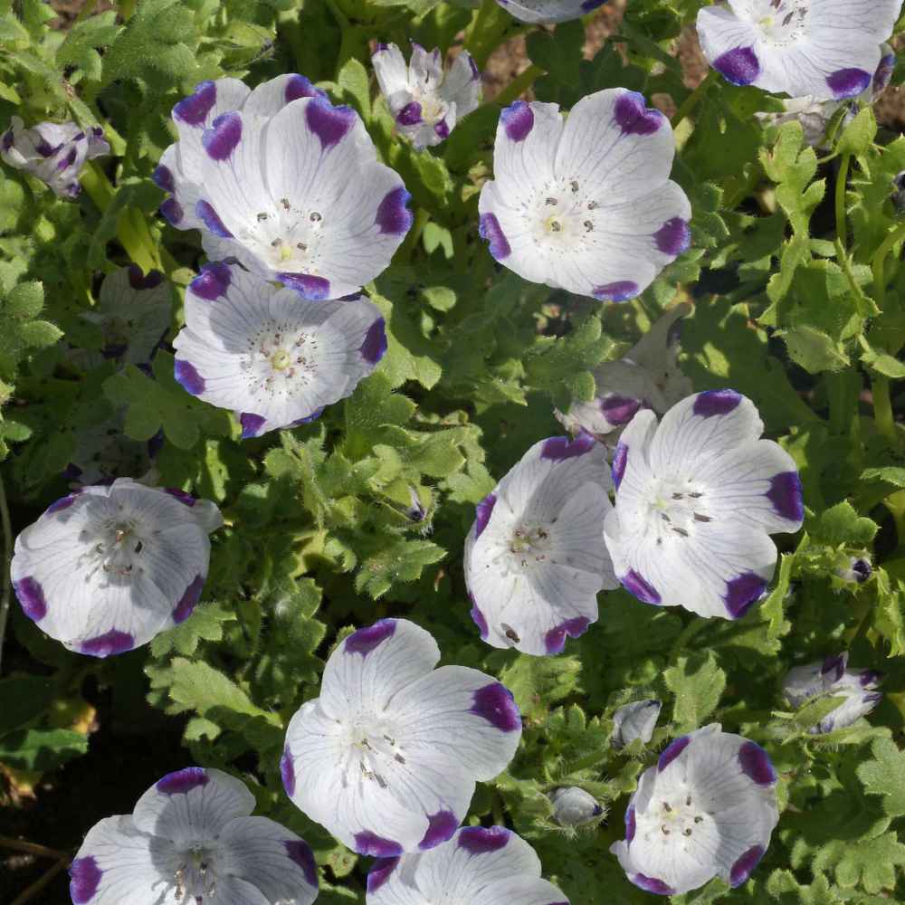Five Spot Seeds Nemophila Maculata Wildflower Seed