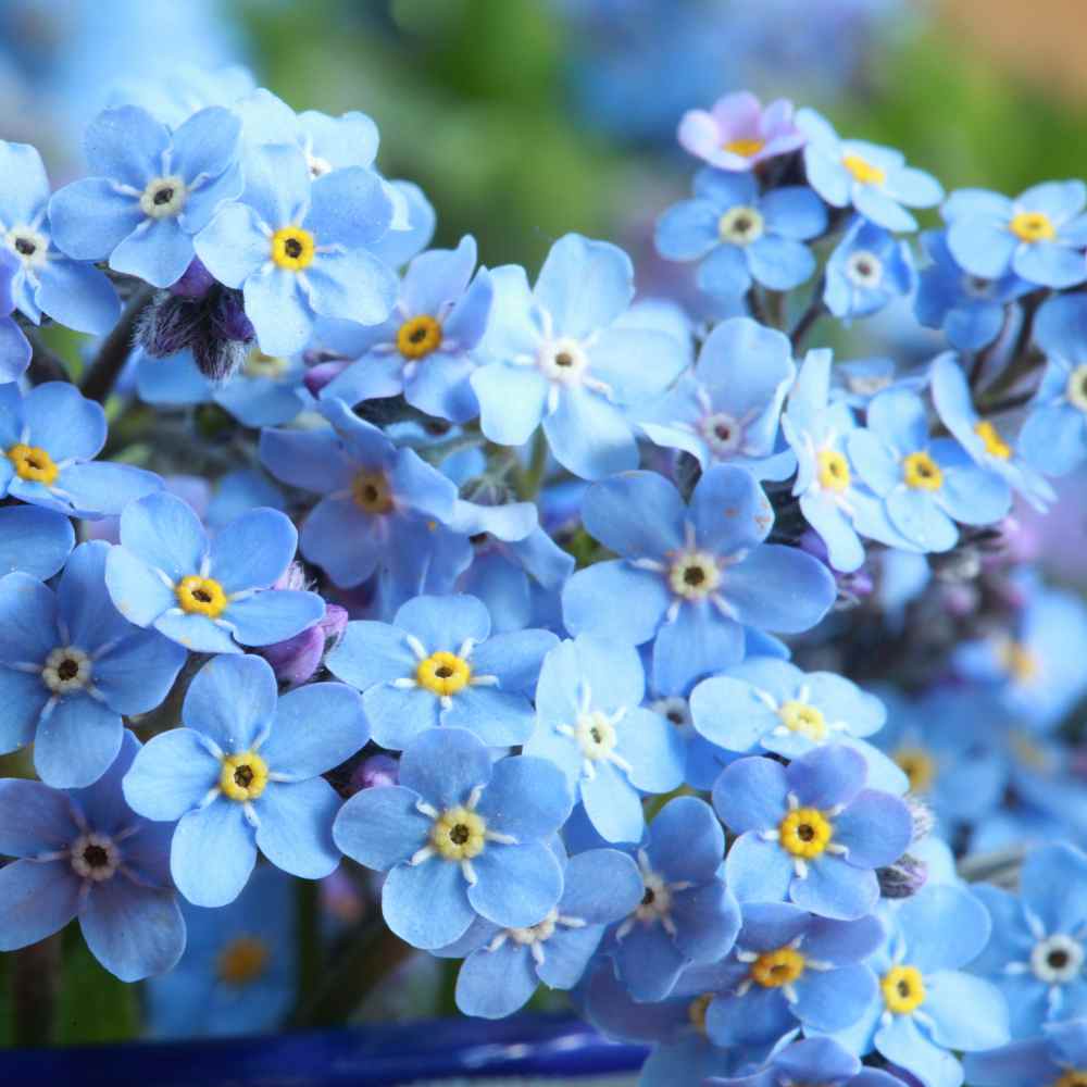 Forget Me Not Seeds 200 PCS (Myosotis Sylvatica)