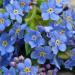 Forget-Me-Not Flower Seed