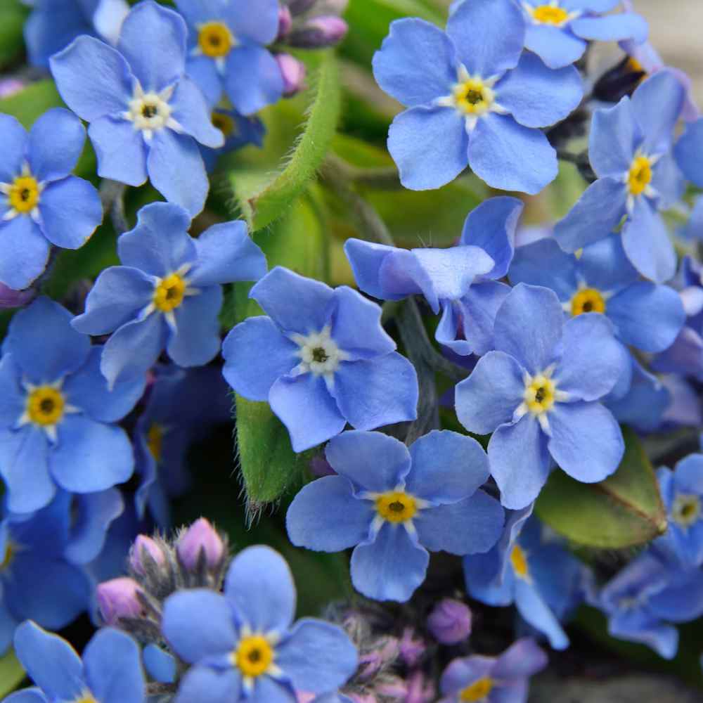 Forget-me-not, Annual, Blue, Flowering