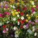 Mirabilis Jalapa Flower Seed