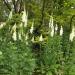 Foxglove White Flowers