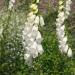 Foxglove White Wild Flowers