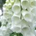 Digitalis Purpurea White Flowers