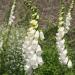 Digitalis Purpurea Alba Flowers