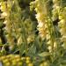 Foxglove Yellow Wildflower