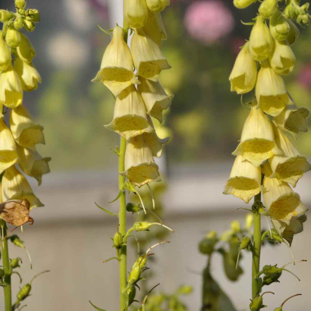YELLOW FOXGLOVE Digitalis Grandiflora Ambigua Tall Perennial 30 Seeds