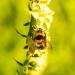 Foxglove seeds yellow