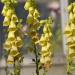 Digitalis Foxglove Yellow Flowers