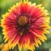 Indian Blanket Flower