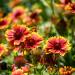 gaillardia pulchella flowers