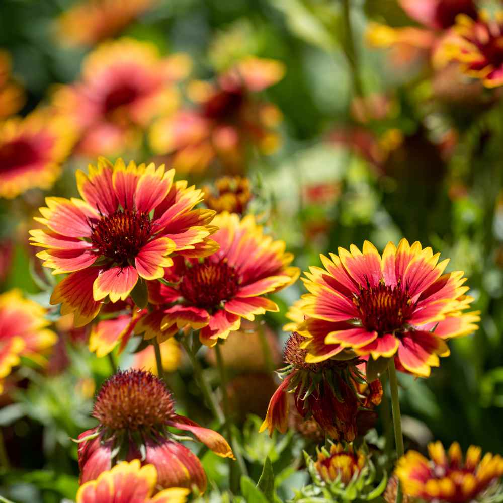 thumbnail image 2 of TomorrowSeeds Indian Blanket Flower Seeds – 200+ Count, Gaillardia Pulchella (Annual, 2025 Harvest) 2 of 5