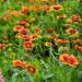 Gaillardia Pulchella In Lightbulbs