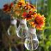 Gaillardia Pulchella Cutflowers