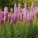 Gayfeather Wildflowers