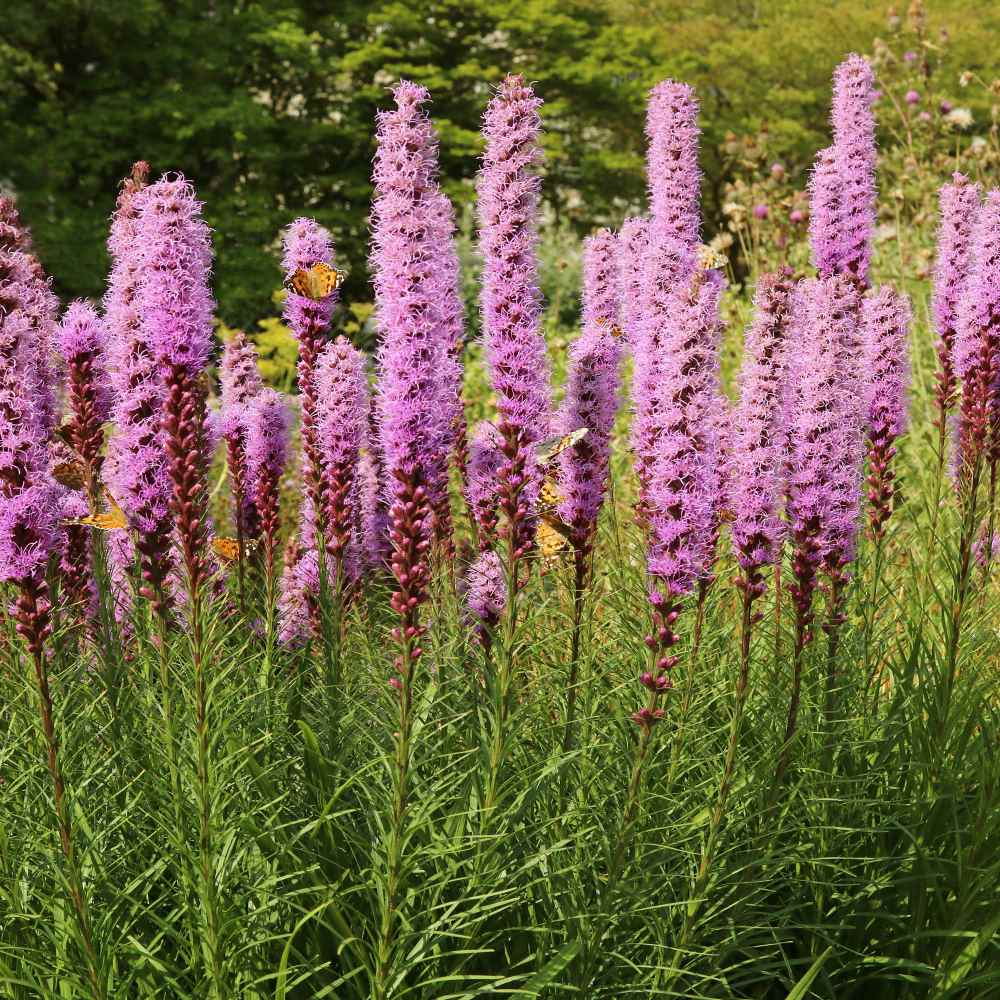 Mixed Liatris - Michigan Bulb Flowers perennials, Liatris, Bulb flowers
