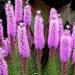 Prairie Blazing Star Wild Flower Seed