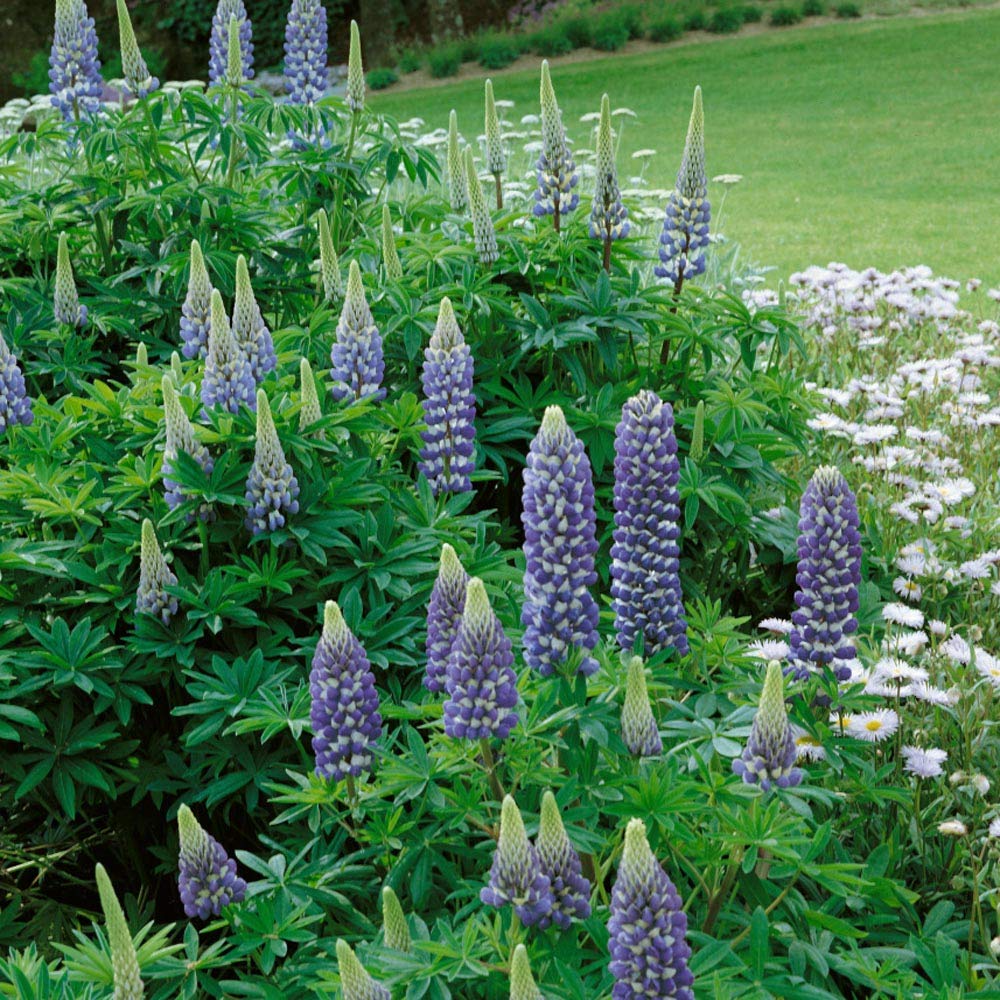 Lupine The Governor Seed Packet