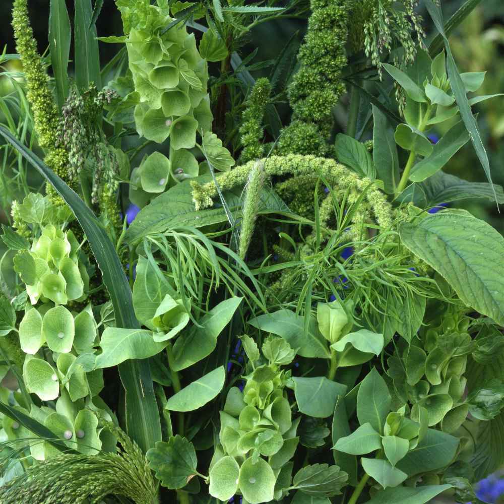 Green Wildflowers