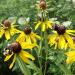 Ratibida Pinnata Grey-headed Coneflower