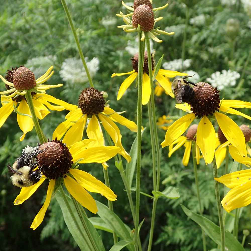 Ratibida Seeds | Grey-Headed Coneflower