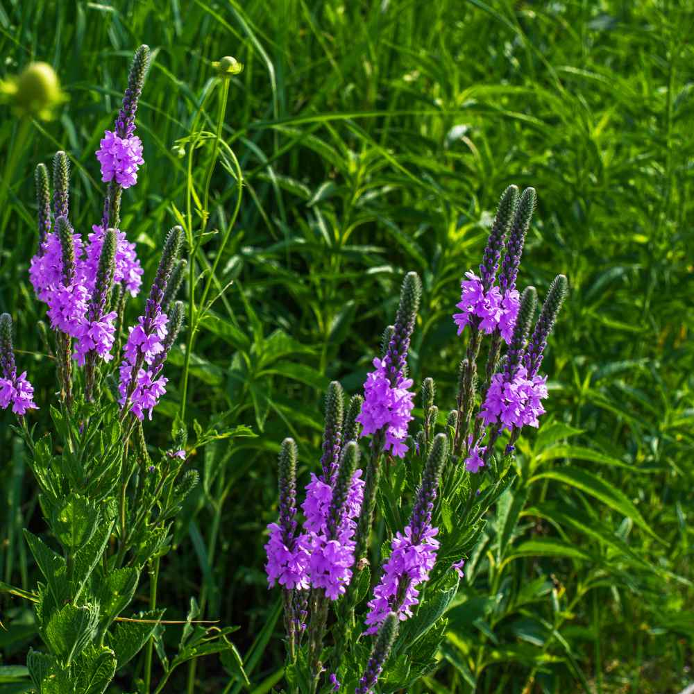 Drought Tolerant Verbena Hoary Vervain Garden Flower Plant Seeds