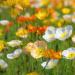 Iceland Poppy