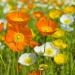 Iceland Poppy Flowers