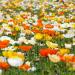 Iceland Poppy Wildflowers