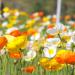 Papaver Nudicaule Iceland Poppy Flowers