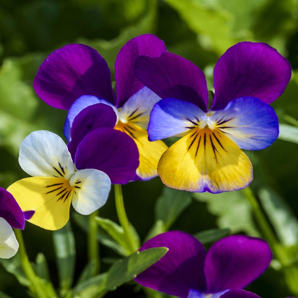 Johnny Jump Up Seed Packets