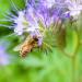 Lacy Phacelia Flower