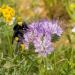 Lacy Phacelia Plant