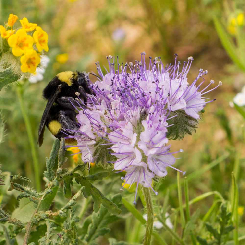 Lacy Phacelia Seeds