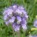 Phacelia Tanacetifolia Plants