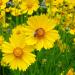 lanceleaf coreopsis flowers