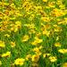 Lanced-leaved Coreopsis Flowers