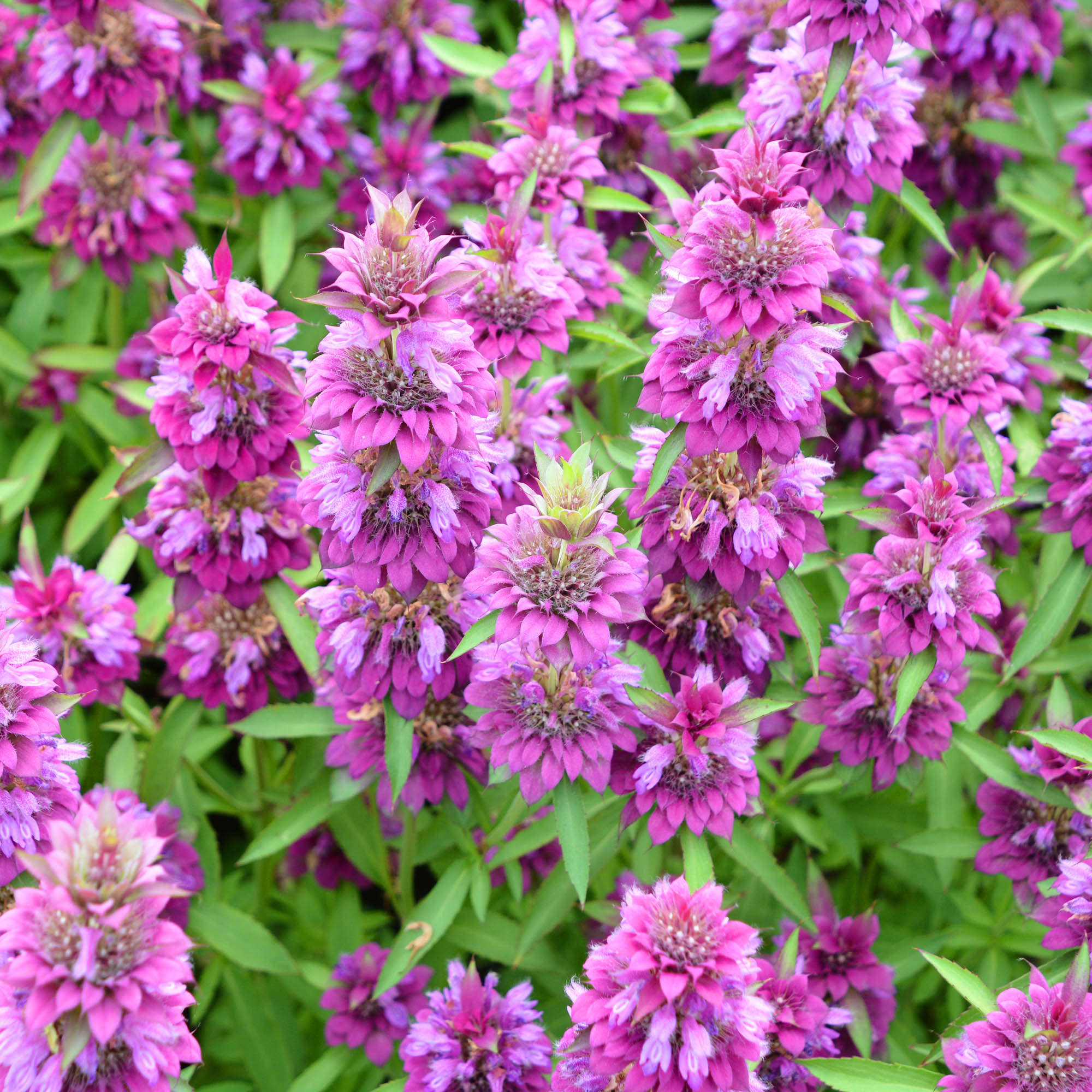 Lemon Bee Balm Flower Seed Bulk