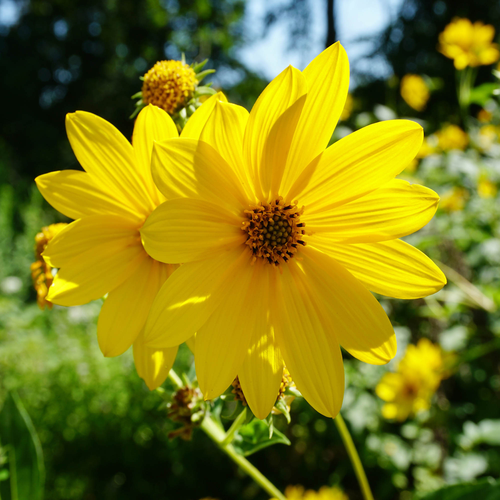 Annual Lemon Queen Sunflowers Seed Bag for Planting