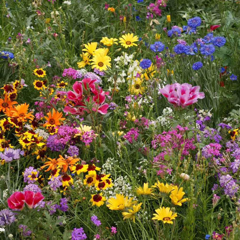 All Annual Wildflower Mix