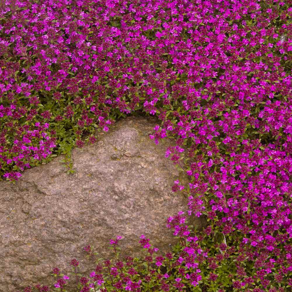 creeping thyme ground cover lowes