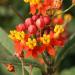 tropical milkweed flowers